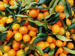 How to grow oranges in your orangery or conservatory